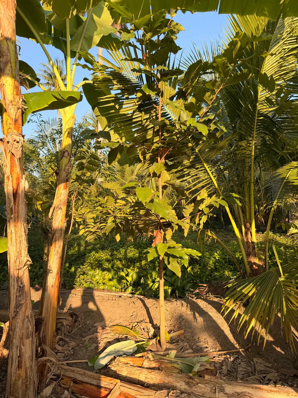Golden morning light on a young tree on the raised bed, between a banana plant and a coconut palm, with chopped banana trunks at its feet